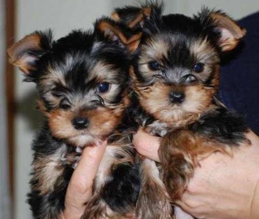 AKC Yorkie Puppies Available