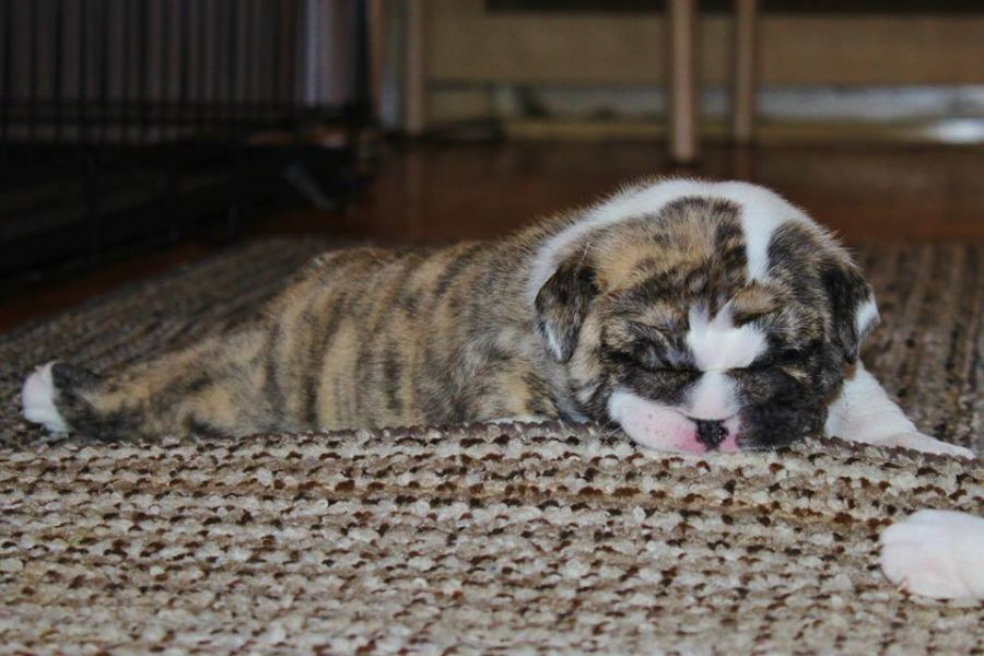Charming English bulldog puppies available for adoption
