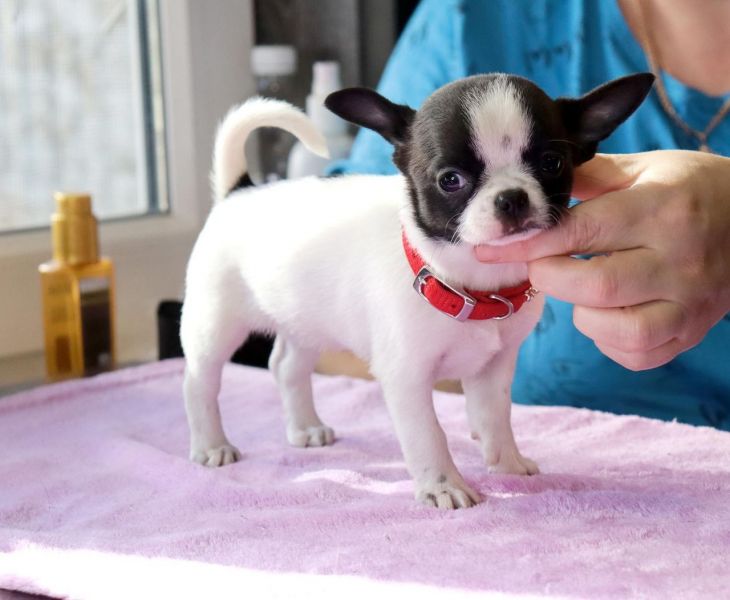 Male and female mini teacup chihuahua puppies