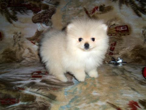 Healthy Male  and Female Pomeranian Puppies available