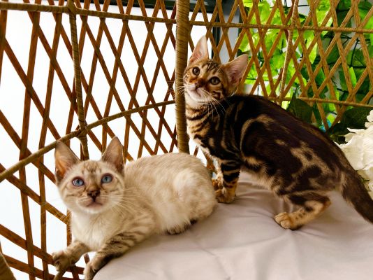  Bengal & Savannah Kittens For Sale