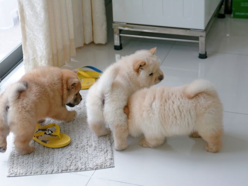 High quality chow chow pups available 