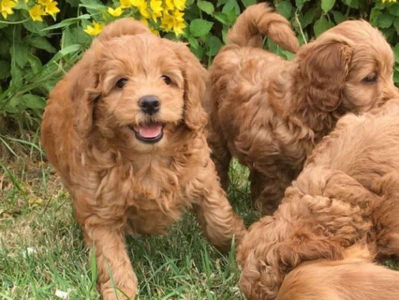 Cockapoo Puppies for sale ..TEXT..+1 (334) 441-4793