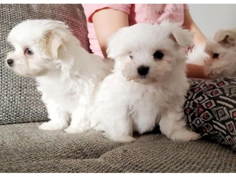 Lovely Maltese Puppies for sale