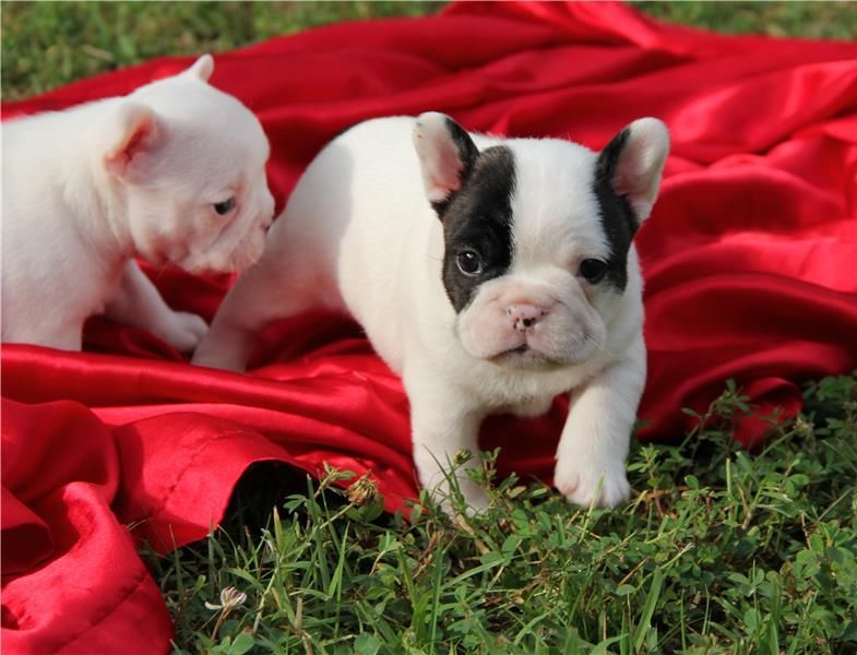 French bulldog puppies