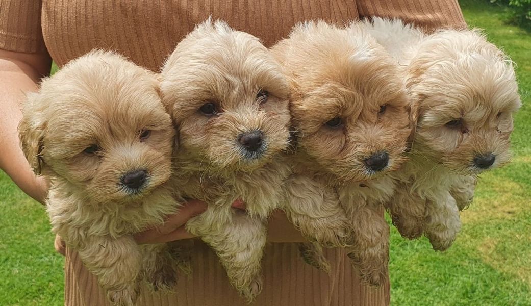 Awesome T-Cup Malti Poo Puppies Available