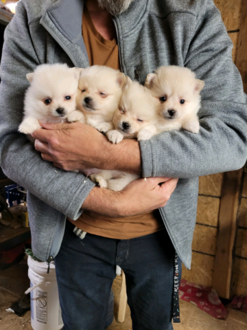 Pomeranian Puppy For Adoption