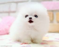 Teacup Pomeranian Puppies Available (719) 982-8517