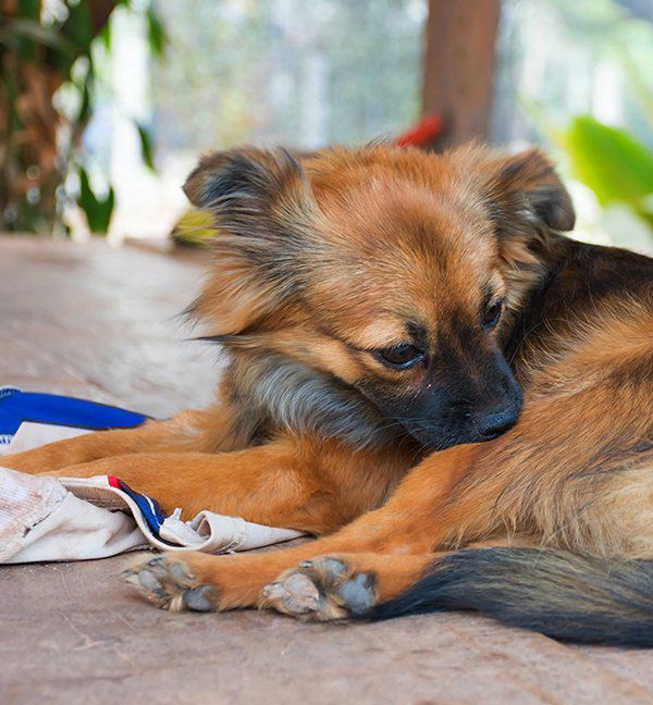 Flea and Tick Control