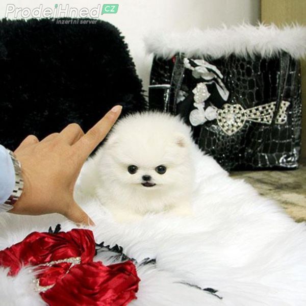 Beautiful Pomeranian puppies for good home