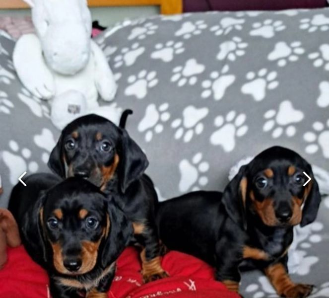 Miniature dachshund puppies 