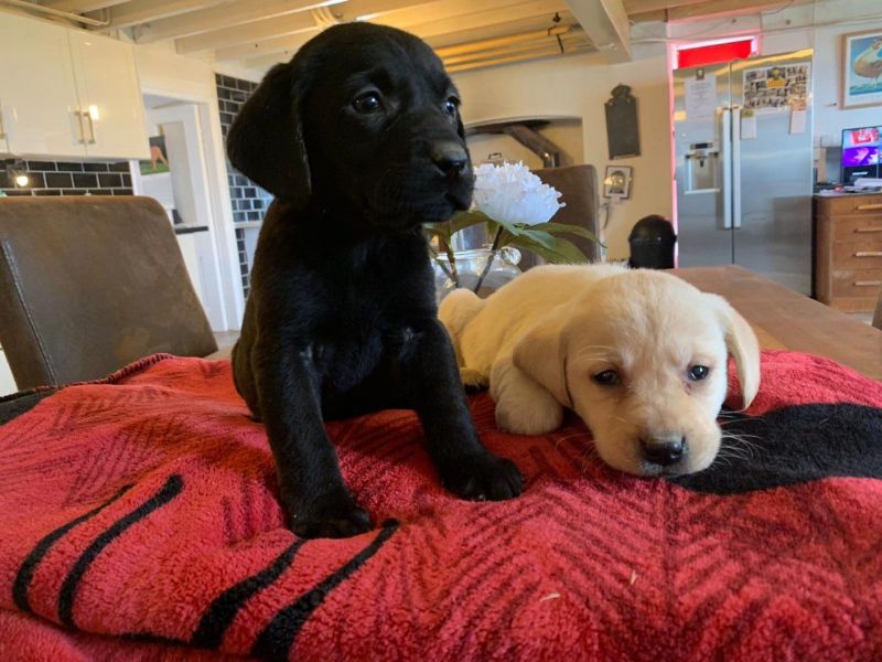 Adorable outstanding Labrador Retriever PuppiesText or call(828)357-7118 