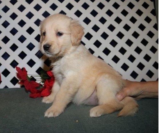 Stunning Golden Retriever Puppies for sale