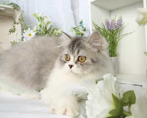 Beautiful persian kittens CALL OR TEXT 7025272316