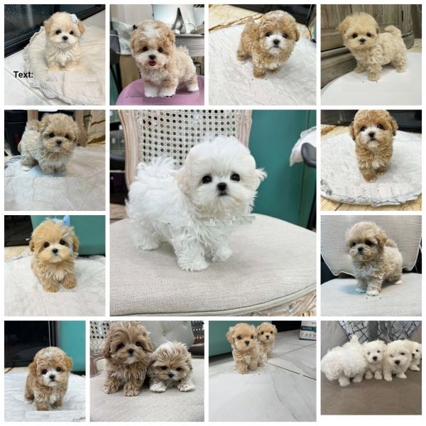 Mini F1 Maltipoo Puppies Available 