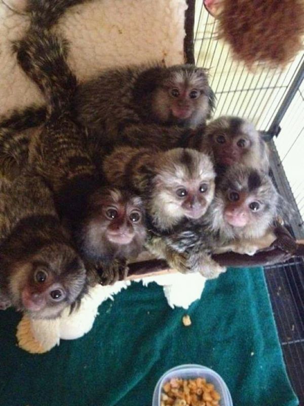   Registered Healthy Marmoset Monkeys Available Text 717-347-5451 