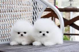 Pomeranian Puppies 12 weeks old(202) 753-4273 