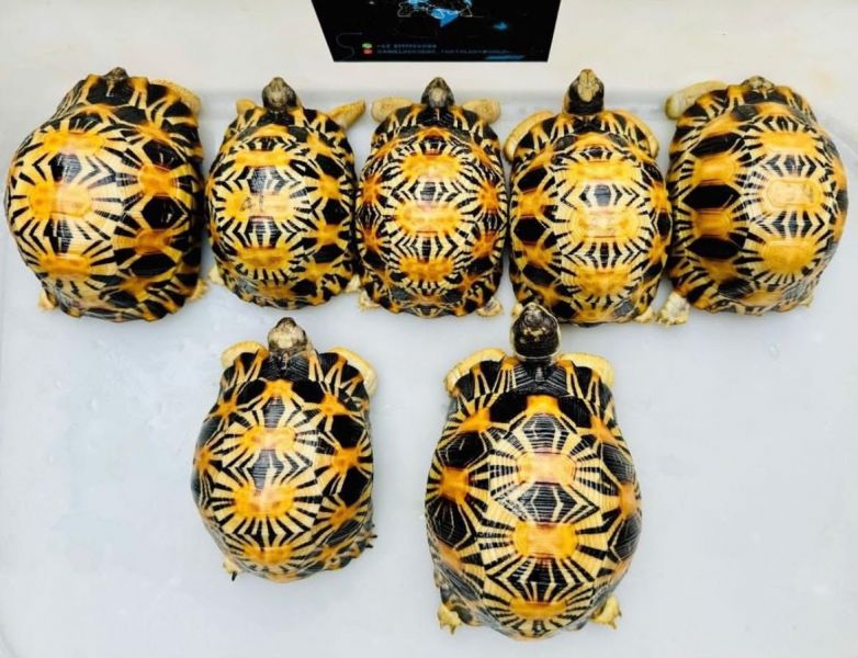 Aldabra, radiata, galapagos tortoises for sale