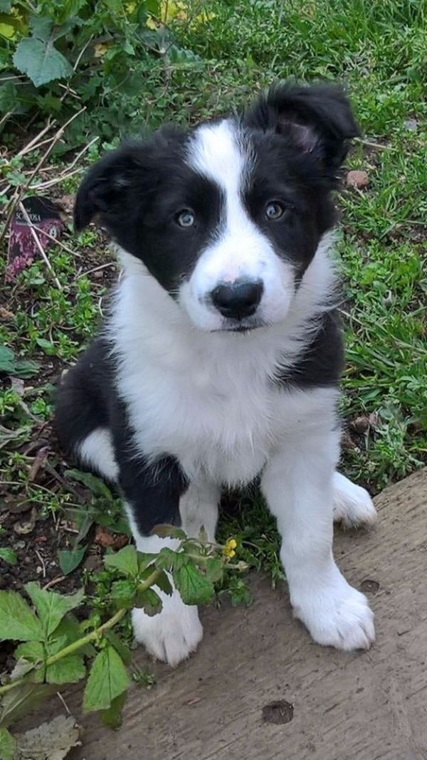 Boder collie beauties