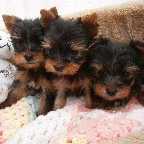 Stunning Yorkie Puppies For Sale‪(732) 716-7928‬