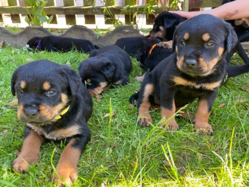 We have Rottweiler puppies for sale