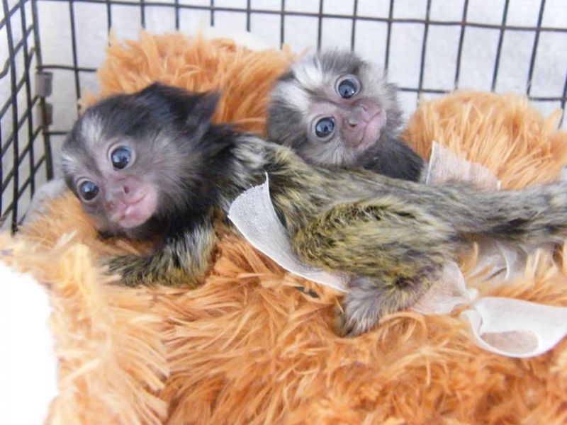  Registered Healthy Marmoset Monkeys Available Text 717-347-5451 