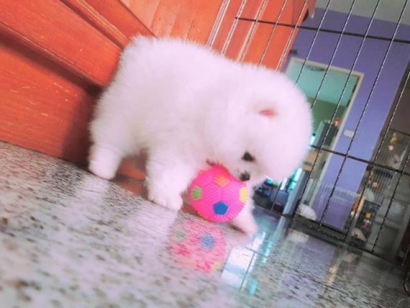 Teacup Pomeranian Puppies Available (719) 982-8517