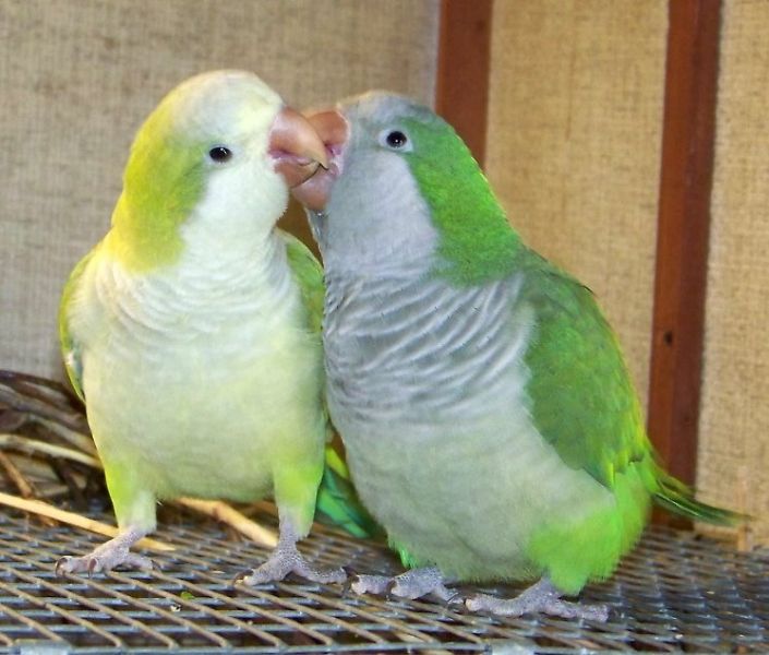 Palid Green Quaker Parrot for sale