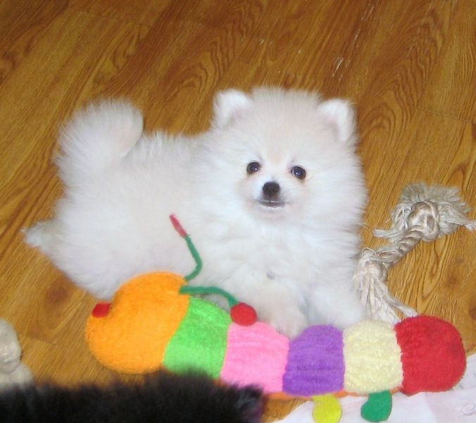 Gorgeous Male  and Female Pomeranian Puppies available