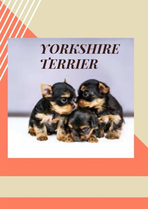 Yorkshire terrier One Black and One Brown Puppies