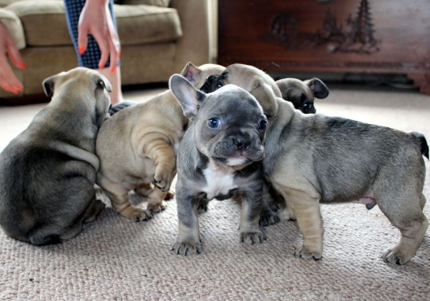 Very cute puppies for sale