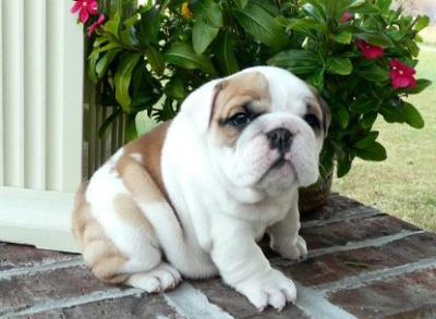 outstanding english bull puppy for a nice and happy home