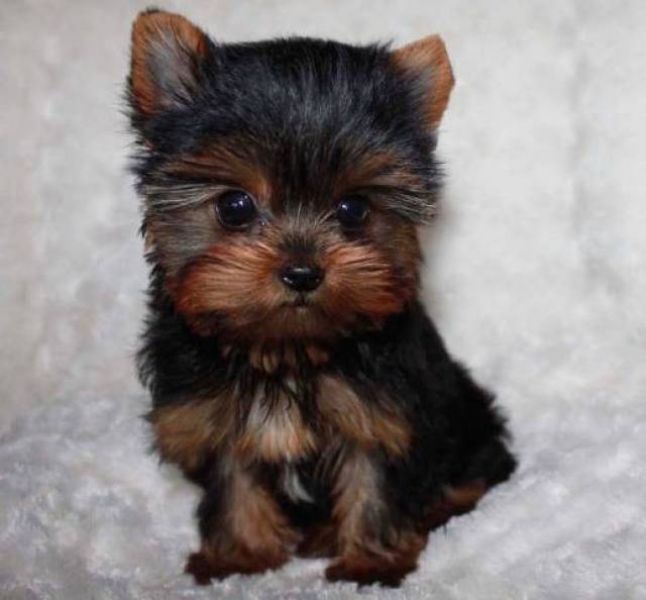 OutStanding Cute Akc Register Yorkie Puppies