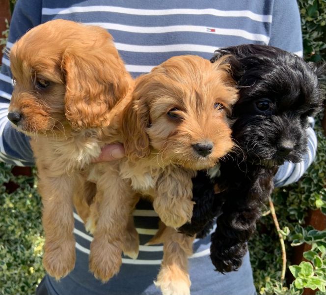 Registered Cavapoo Puppies For Re-Homing