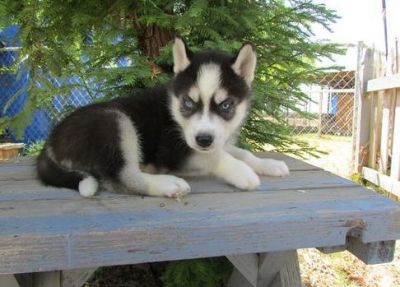 Playful Siberian Husky Puppies For adoption