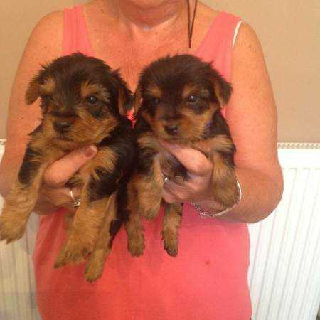 Yorkie puppies For Sale Text us at.(269) 849-9110