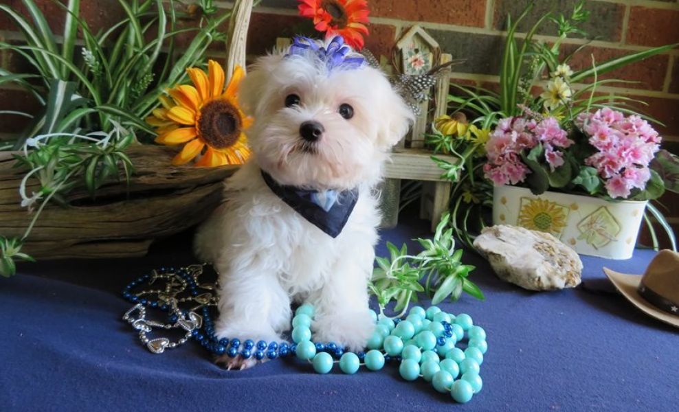 Two Top Class Maltese Puppies Available