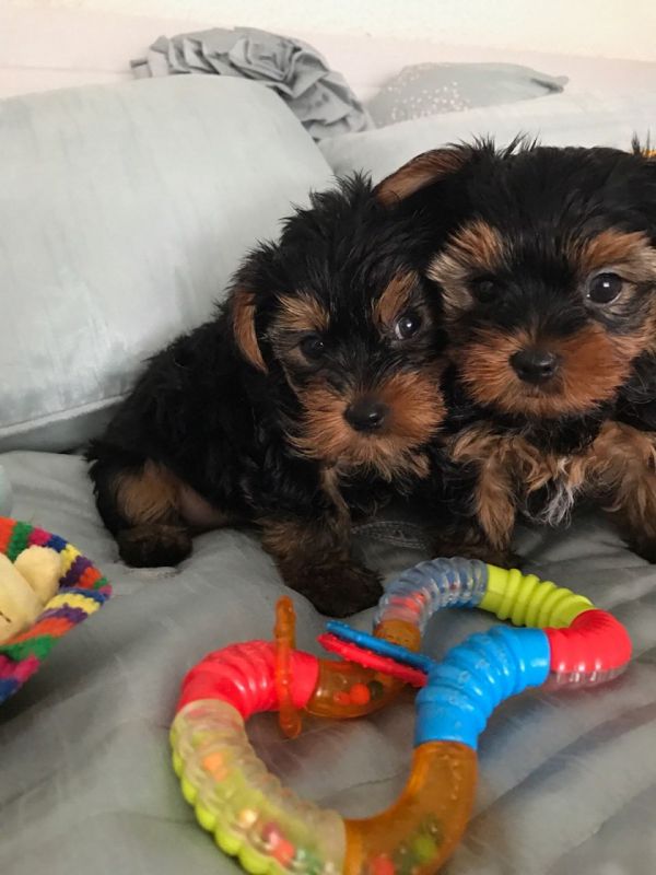 Adorable yorky puppies ready