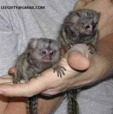 Finger Baby Marmoset Monkeys for sale