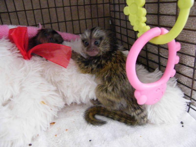 Pygmy Marmoset Monkeys For Adoption 