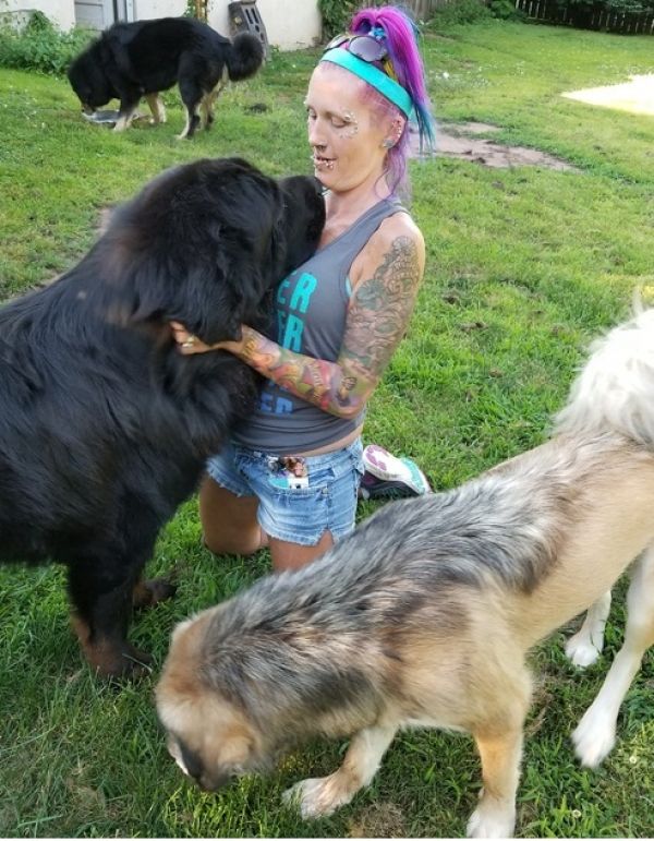 Op Quality Male and Female Tibetan mastiff  puppies (817) 523-1584