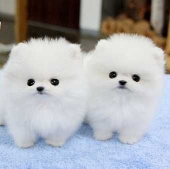 Charitable Male  and Female Pomeranian Puppies available