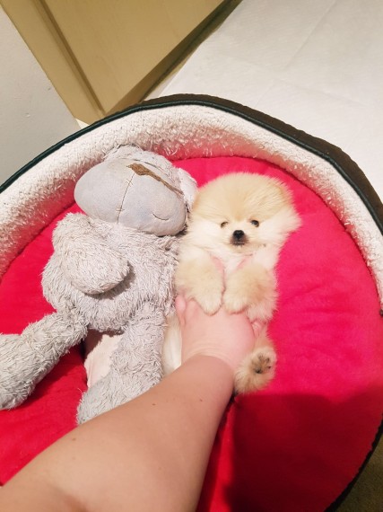 Adorable Tiny Pomerania Puppies