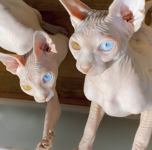 Sphynx kittens for adoption