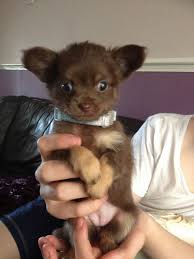  Lovely Chihuahua puppy for rehoming..