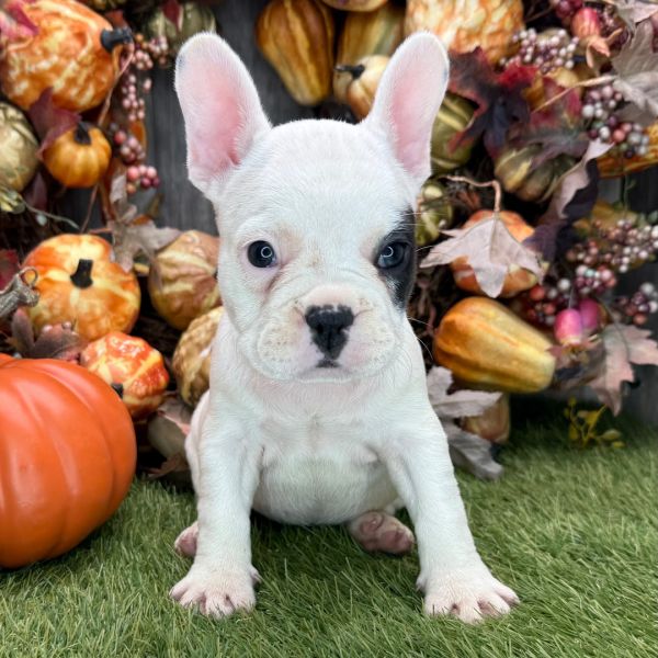 French Bulldog Puppies � Available Now, Raised with Love!