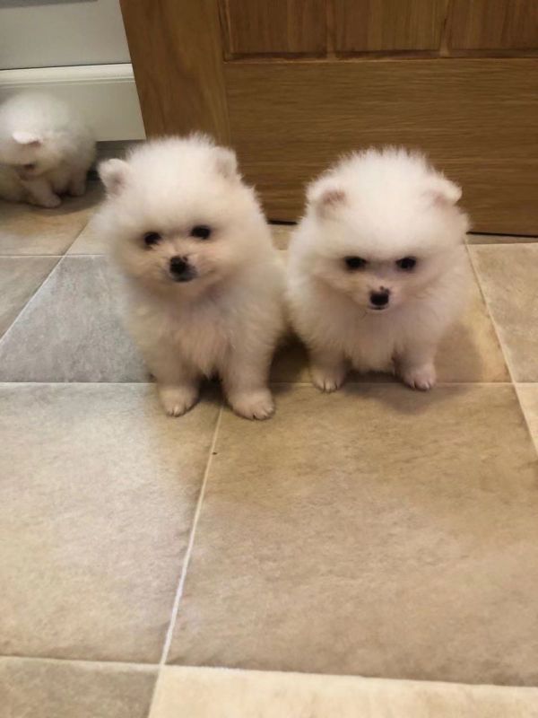 Two Awesome T-Cup Pomeranian Puppies
