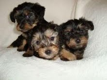 akc adorable yorkie puppies for free adoption....